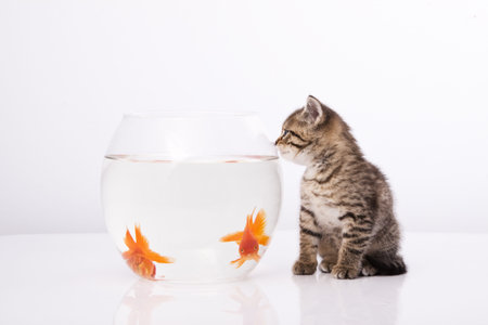 Home cat and a gold fish の写真素材