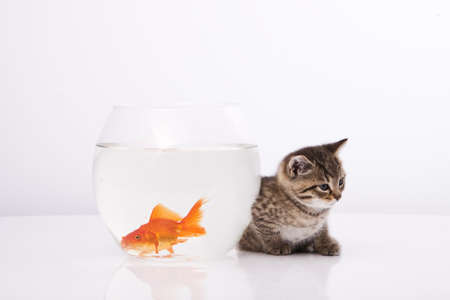 Home cat and a gold fish の写真素材