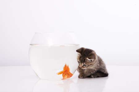 Home cat and a gold fish の写真素材