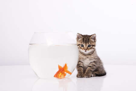 Home cat and a gold fish の写真素材