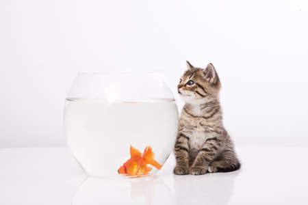 Home cat and a gold fish の写真素材