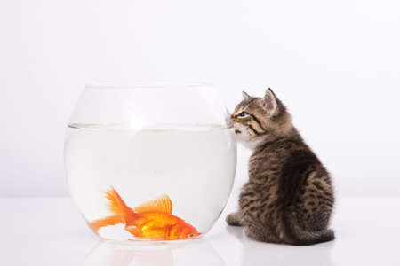 Home cat and a gold fish の写真素材