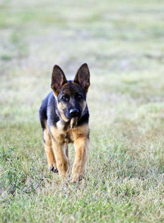 german shepard dog on the nature ( 4 month)の写真素材