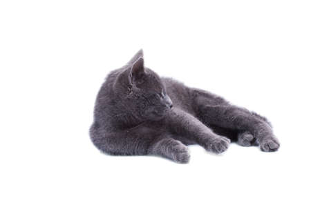 Little grey cat isolated on whiteの写真素材