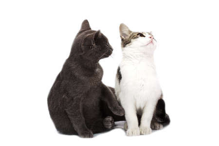 two cat isolated on whiteの写真素材