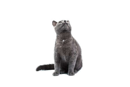 Little grey cat isolated on whiteの写真素材