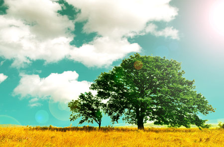 Lonely tree in the middle field の写真素材