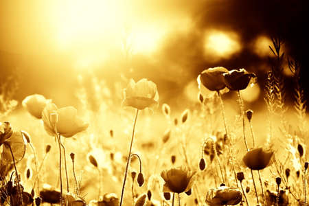 Colorized field of poppiesの写真素材