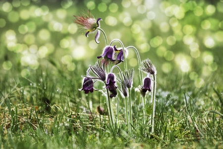 Spring flowers - Pulsatilla