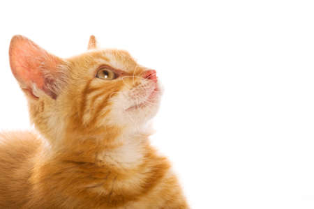 Red little catの写真素材