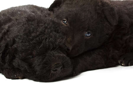 Little hungarian Puli Dog の写真素材