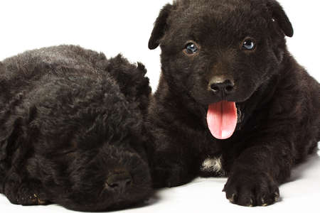 Little hungarian Puli Dog の写真素材