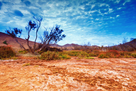 Tree near sand dunes in the desert, Spain, Andalucia, Almeriaの写真素材