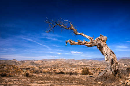 Parched tree in the desert landscape-Spain, Almeriaの写真素材