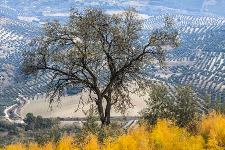 Olive Tree in a rural landscape in Spain. This photo made by hdr technic の写真素材
