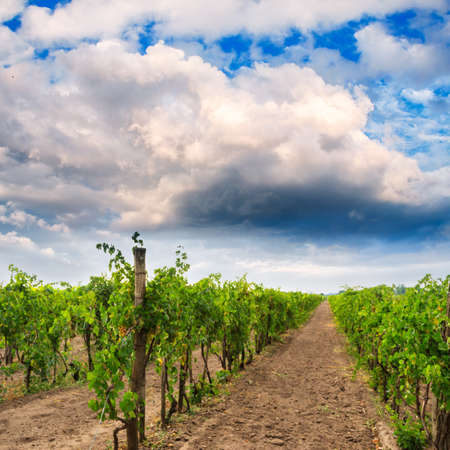 vineyard landscape in Hungaryの写真素材