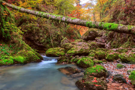 Creek deep in mountain forest in Transylvaniaの写真素材