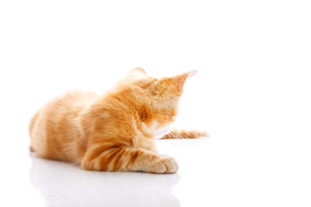 Red little cat on the isolated background, studio shotの写真素材