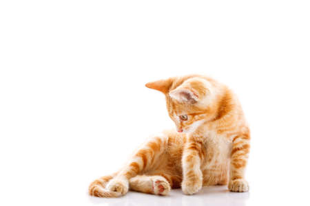 Red little cat on the isolated background, studio shotの写真素材