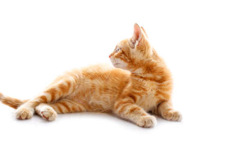 Red little cat on the isolated background, studio shotの写真素材