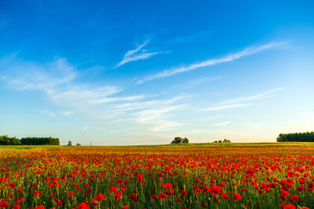 field with green grass and red poppies against the sunset sky  in Hungary- This photo make HDR...