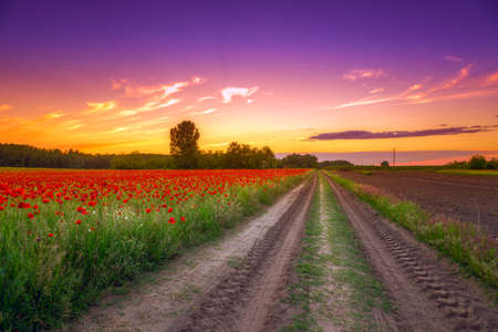 field with green grass and red poppies against the sunset sky  in Hungary- This photo make HDR techniqueの写真素材