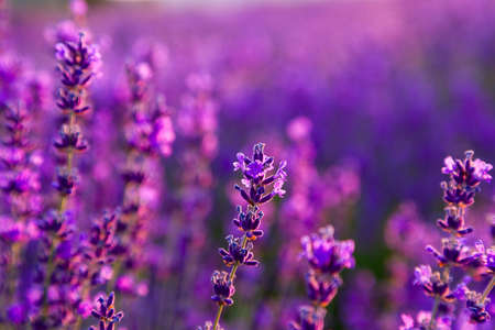 Lavender field in Tihany, Hungaryの写真素材
