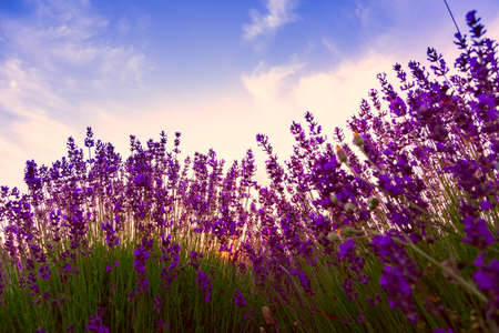 Lavender field in Tihany, Hungaryの写真素材