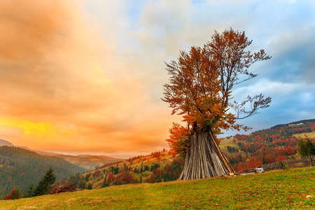 Autumn tree in mountain Carpathian, Romaniaの写真素材