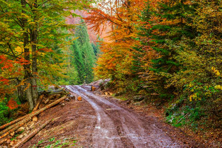 Footpath winding through colorful forest in Transylvania-Romaniaの写真素材