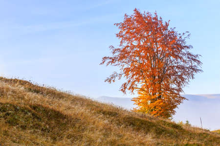 Magical sunrise with tree in Transylvania mountainsの写真素材