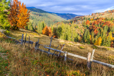 Foggy summer morning in the mountains. Carpathian, Romaniaの写真素材