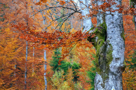 Colorful and bright autumn forest in Transylvania-Romania