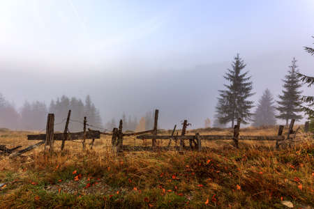 Magical sunrise with tree in Transylvania mountainsの写真素材