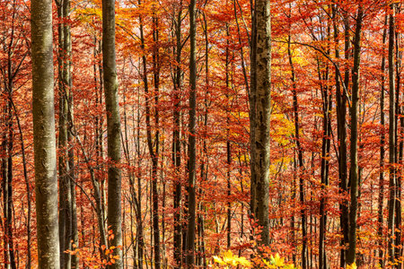 Colorful and bright autumn forest in Transylvania-Romania