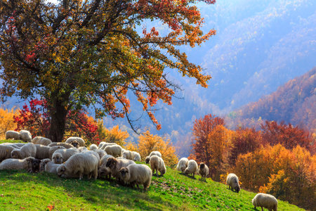 Tree, sheep, shepard dog in autumn landscape in the Romanian Carpathiansの写真素材