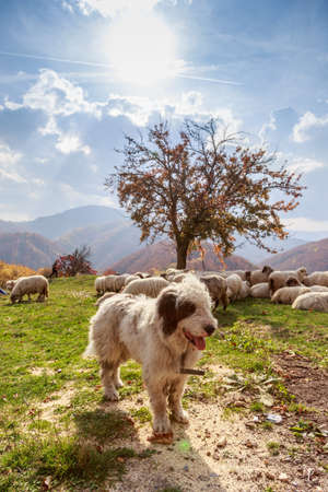 Dogs guard the sheep on the mountain pastureの写真素材