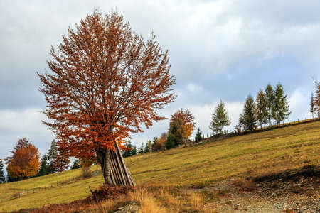 Autumn landscape in mountain Carpathian, Romaniaの写真素材