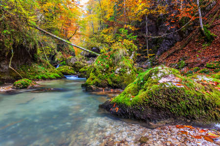 Creek deep in mountain forest in Transylvania,Romaniaの写真素材