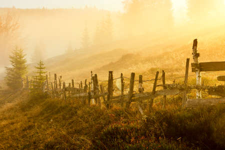 Magical sunrise with tree in Transylvania mountainsの写真素材