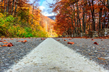 road in autumn beech landscapeの写真素材