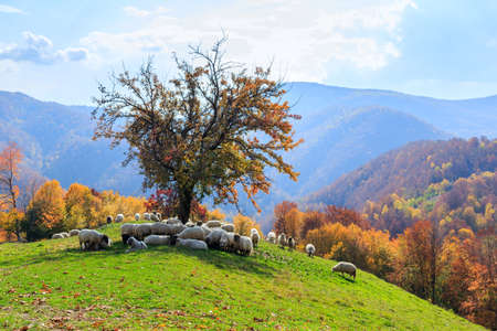 Tree, sheep, shepard dog in autumn landscape in the Romanian Carpathiansの写真素材