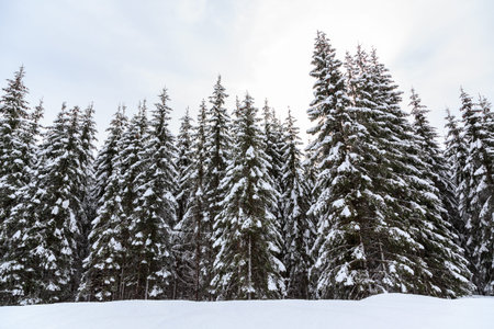 Snowy winter forest in Slovenia, Europe