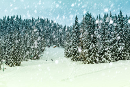 Snowy winter forest in Slovenia, Europeの写真素材