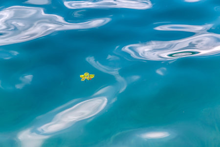Single green leaf floating on the waterの写真素材