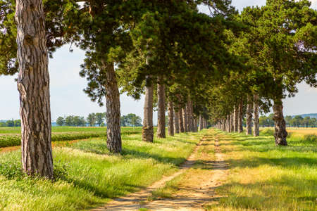 tree alley in summer with footpath near Keszthely, Hungaryの写真素材