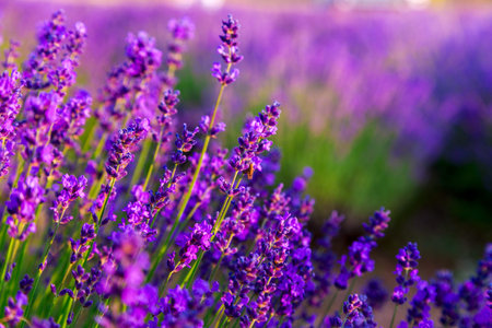 Lavender field in Summer near Tihany, Hungary