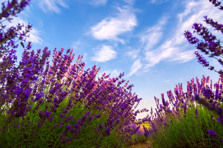 Lavender field in Summer near Tihany, Hungaryの写真素材