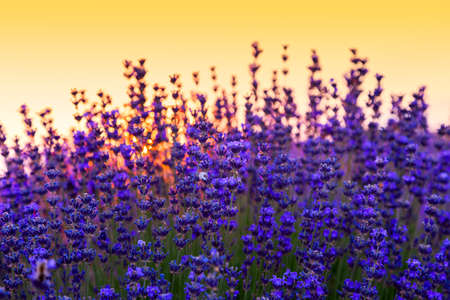 Lavender field in Summer near Tihany, Hungaryの写真素材