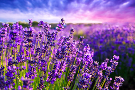 Lavender field in Summer near Tihany, Hungary